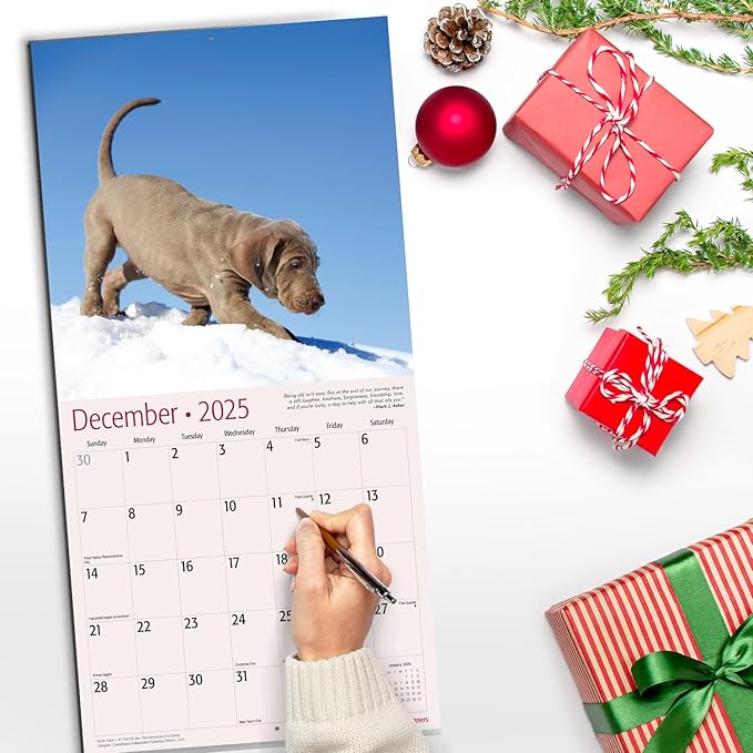RED EMBER Weimaraners 2025 Wall Calendar 12 Month | 12" x 24" Open | Thick & Sturdy Paper | Giftable | Calendar 2025