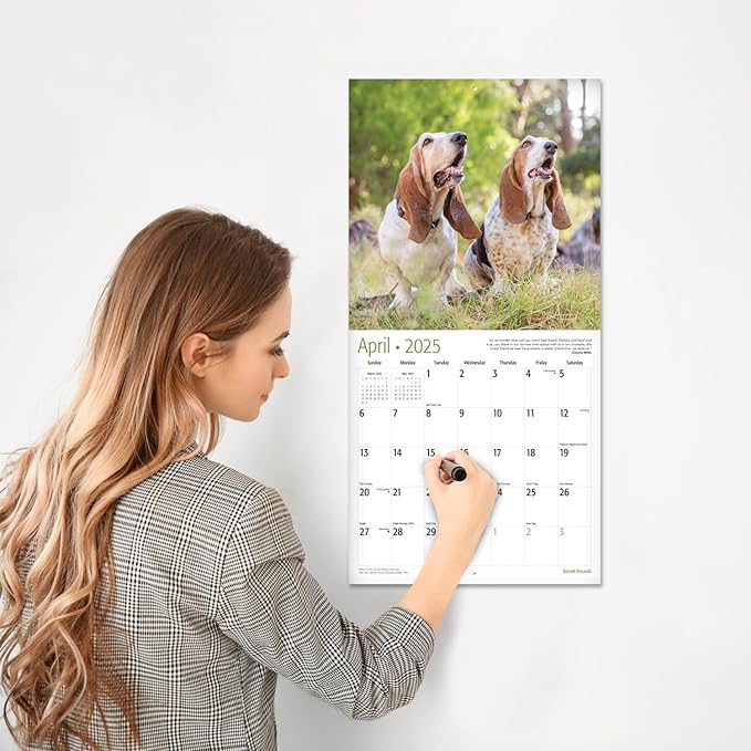RED EMBER Basset Hounds 2025 Wall Calendar 12 Month | 12" x 24" Open | Thick & Sturdy Paper | Giftable | Calendar 2025