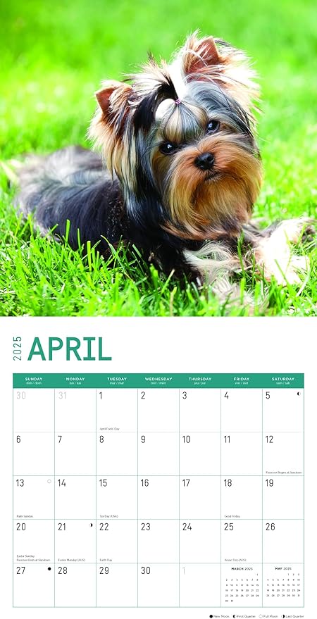 2025 Yorkshire Terriers Monthly Wall Calendar by Bright Day, Includes Over 300 Stickers, 12 x 12 Inch