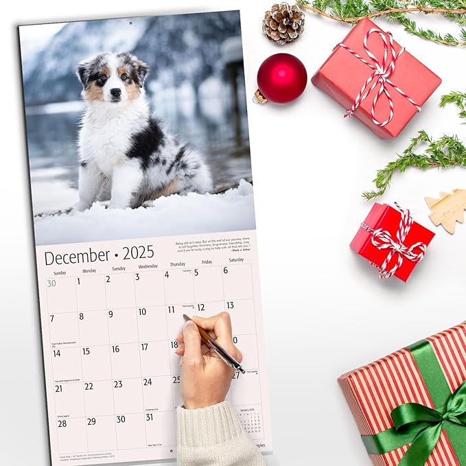 RED EMBER Australian Shepherd Puppies 2025 Wall Calendar 12 Month | 12" x 24" Open | Thick & Sturdy Paper | Giftable | Calendar 2025