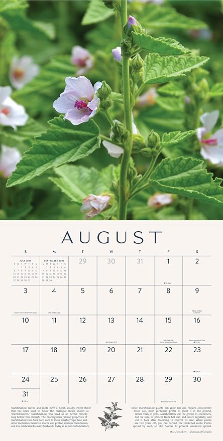 Herb Gardens Calendar 2025 | 12" x 24" Herbal Wall Calendar 12 Month | Marble City Press | Advice for Year Round Growing, Garden and Herbalist Tips Throughout | Super Foods, Home Gardening