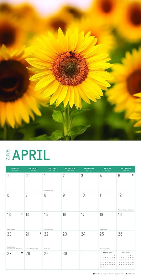 2025 Sunflowers Monthly Wall Calendar by Bright Day, Includes Over 300 Stickers, 12 x 12 Inch