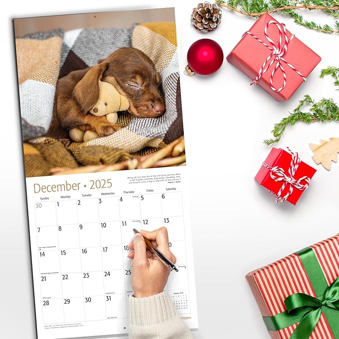 RED EMBER Dachshund Puppies 2025 Wall Calendar 12 Month | 12" x 24" Open | Thick & Sturdy Paper | Giftable | Calendar 2025
