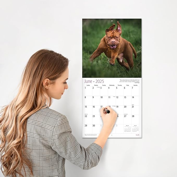 RED EMBER Mastiffs 2025 Wall Calendar 12 Month | 12" x 24" Open | Thick & Sturdy Paper | Giftable | Calendar 2025