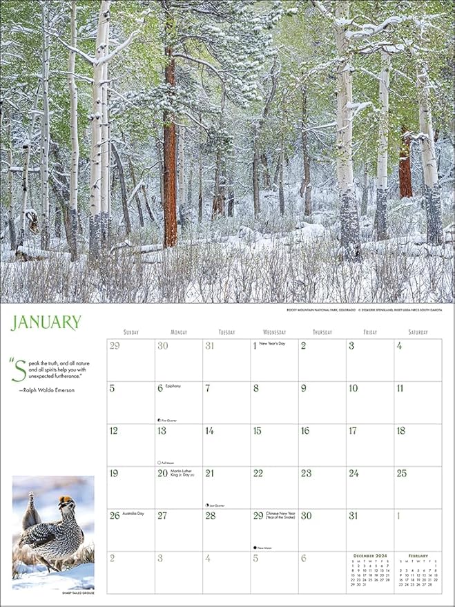Into the Woods Deluxe Wall Calendar 2025