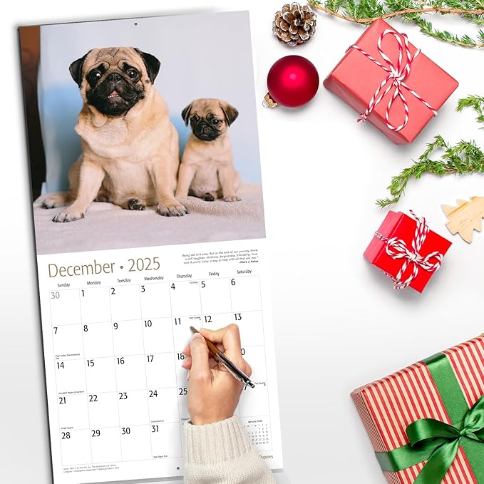 RED EMBER Pug Puppies 2025 Wall Calendar 12 Month | 12" x 24" Open | Thick & Sturdy Paper | Giftable | Calendar 2025