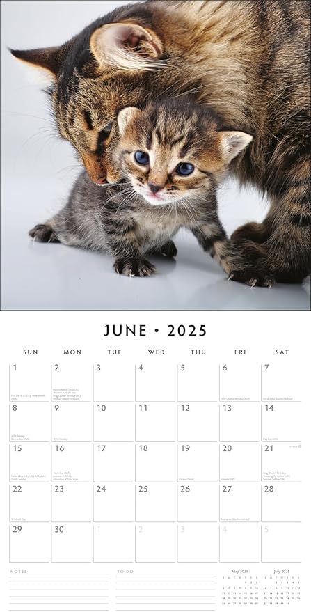 Adorable Cats -2025 Square Wall Calendar - by Red Robin Publishing