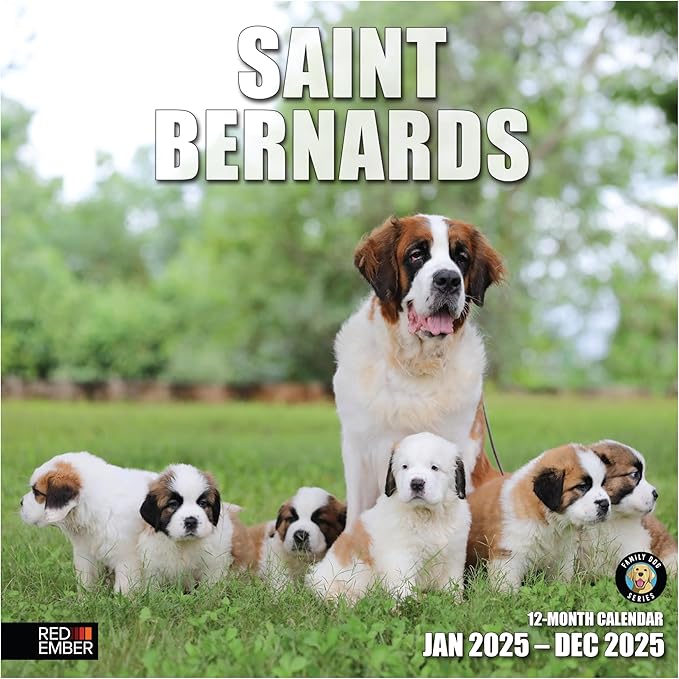 RED EMBER Saint Bernards 2025 Wall Calendar 12 Month | 12" x 24" Open | Thick & Sturdy Paper | Giftable | Calendar 2025