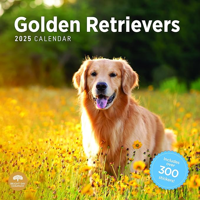 2025 Golden Retrievers Monthly Wall Calendar by Bright Day, Includes Over 300 Stickers, 12 x 12 Inch