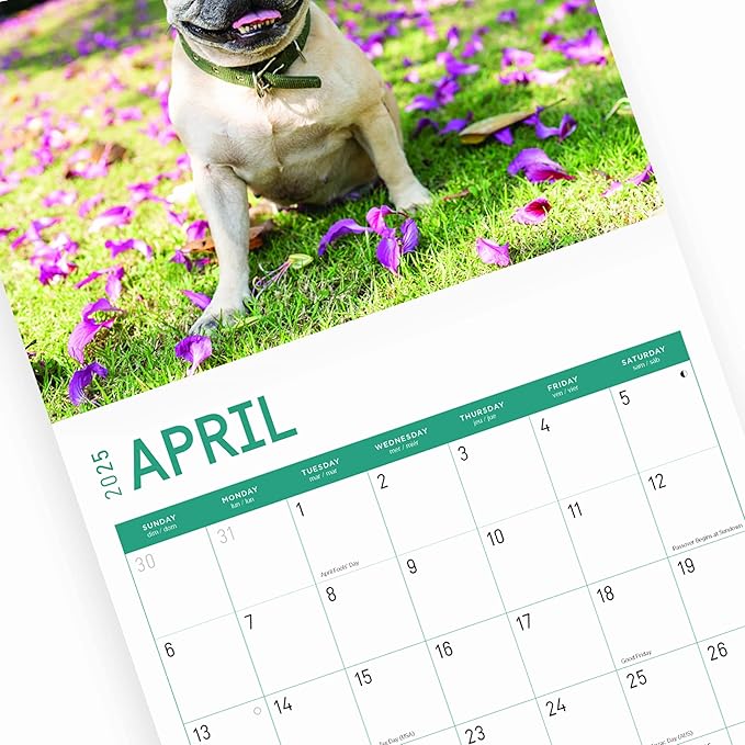 2025 French Bulldogs Monthly Wall Calendar by Bright Day, 12 x 12 Inch Cute Dog Breed Gift