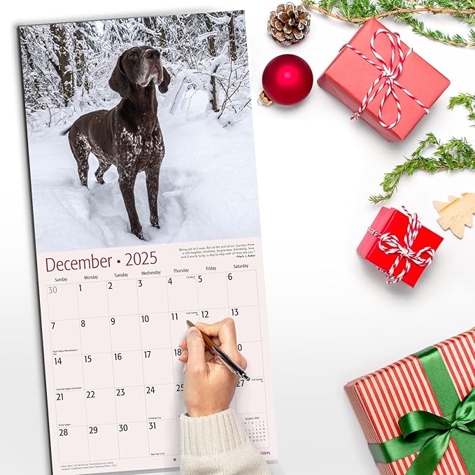 RED EMBER Select - German Shorthaired Pointers 2025 Wall Calendar 12 Month | 12" x 24" Open | Thick & Sturdy Paper | Giftable | Calendar 2025