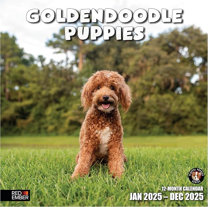 RED EMBER Goldendoodle Puppies 2025 Wall Calendar 12 Month | 12" x 24" Open | Thick & Sturdy Paper | Giftable | Calendar 2025