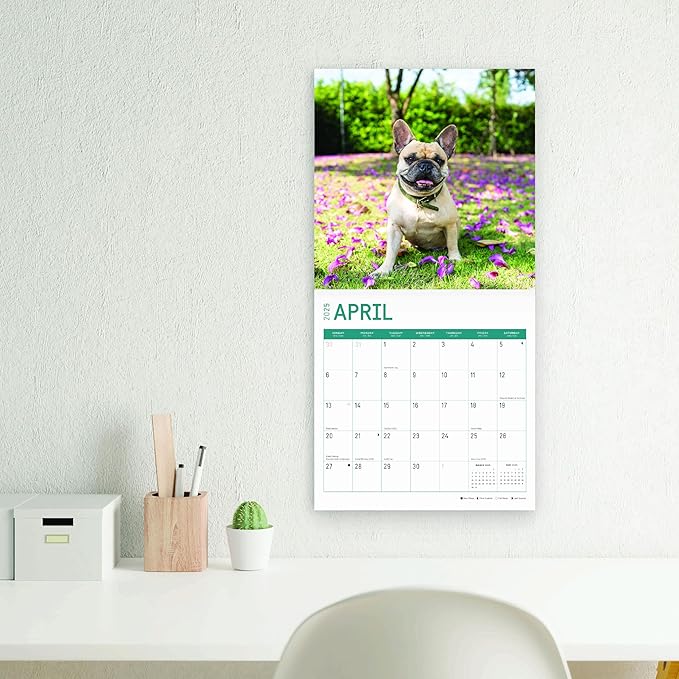 2025 French Bulldogs Monthly Wall Calendar by Bright Day, 12 x 12 Inch Cute Dog Breed Gift