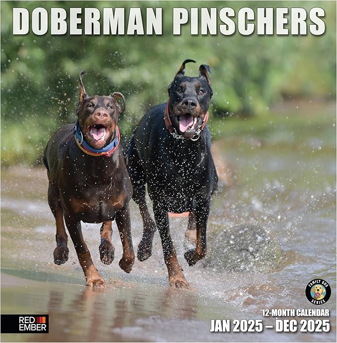 RED EMBER Doberman Pinschers 2025 Wall Calendar 12 Month | 12" x 24" Open | Thick & Sturdy Paper | Giftable | Calendar 2025