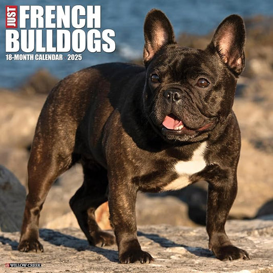 Willow Creek Press French Bulldogs Monthly 2025 Wall Calendar (12" x 12")