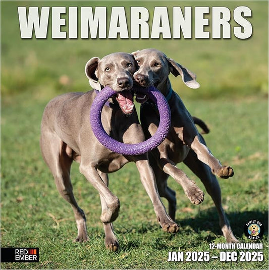 RED EMBER Weimaraners 2025 Wall Calendar 12 Month | 12" x 24" Open | Thick & Sturdy Paper | Giftable | Calendar 2025