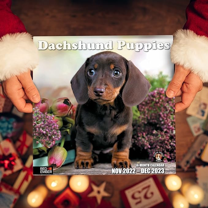 RED EMBER Dachshunds Puppies 2023 Hangable Monthly Wall Calendar | 12" x 24" Open | Thick & Sturdy Paper | Giftable | Cute Dog Puppy | Pretty Puppies