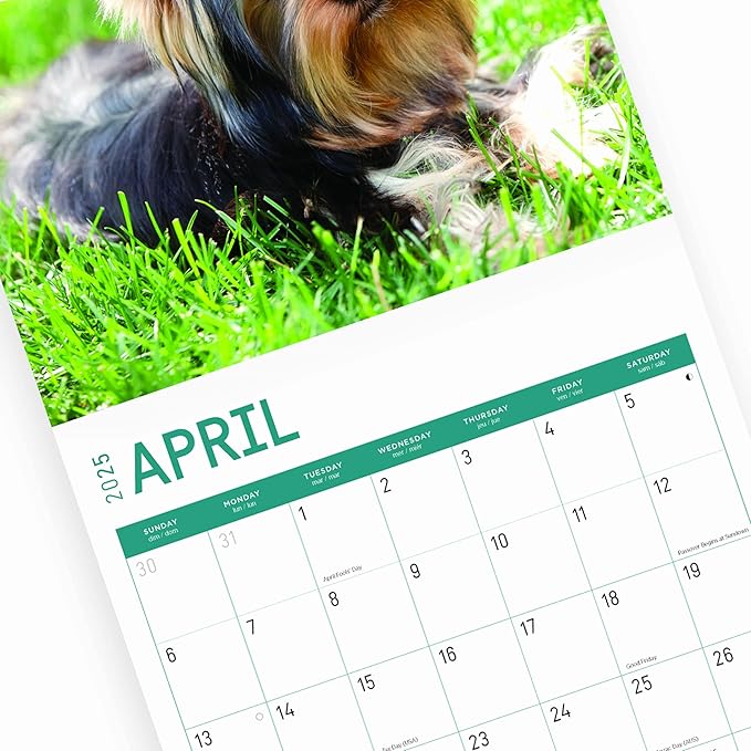 2025 Yorkshire Terriers Monthly Wall Calendar by Bright Day, Includes Over 300 Stickers, 12 x 12 Inch