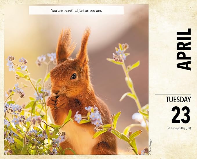 Willow Creek Press Gettin' Squirrelly Daily 2024 Box/Desk Calendar (5.86" x 4.72")