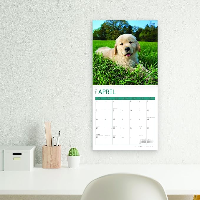 2025 Golden Retrievers Monthly Wall Calendar by Bright Day, Includes Over 300 Stickers, 12 x 12 Inch