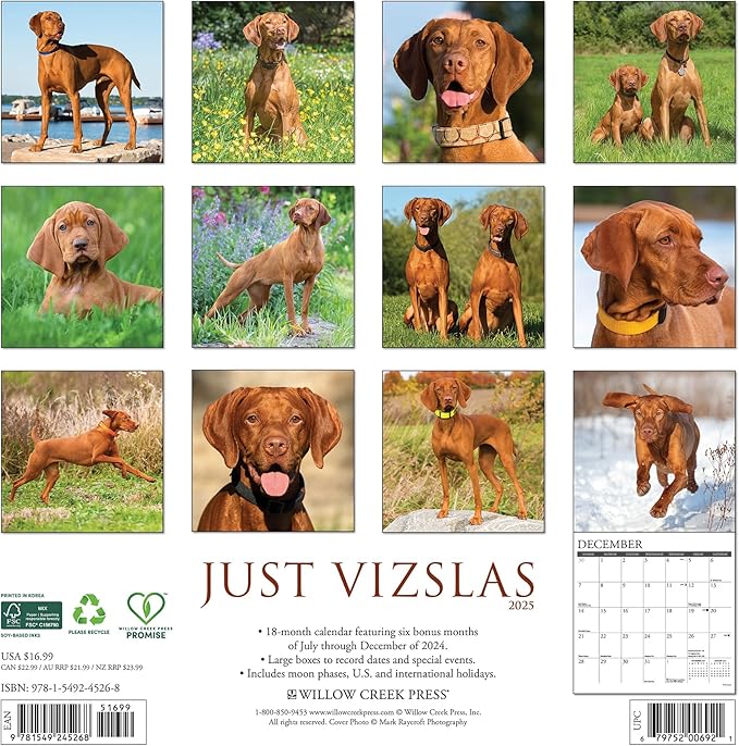 Willow Creek Press Vizslas Monthly 2025 Wall Calendar (12" x 12")