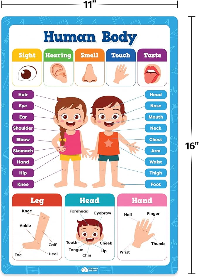 20 Classroom Educational Posters For Preschoolers Toddlers Kindergarten Elementary - 16" x 11" - 20pcs - Learning For Toddlers Wall Preschool Kindergarten Kids Posters Classroom Supplies Decor