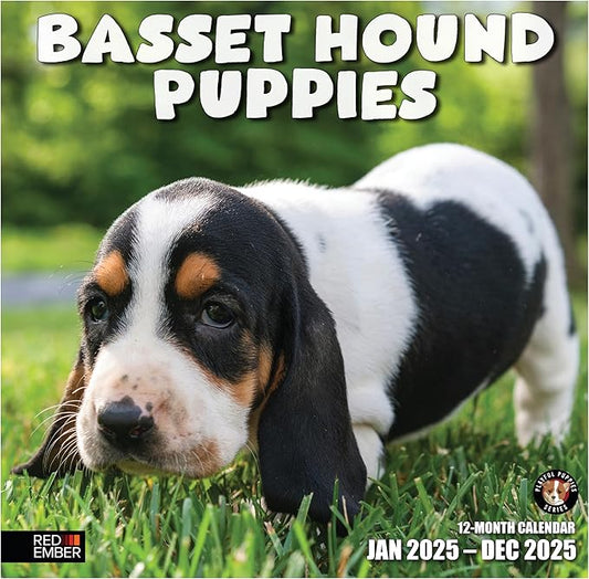 RED EMBER Basset Hound Puppies 2025 Wall Calendar 12 Month | 12" x 24" Open | Thick & Sturdy Paper | Giftable | Calendar 2025