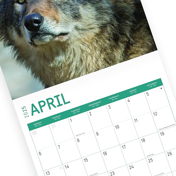 2025 Wolves Monthly Wall Calendar by Bright Day, Includes Over 300 Stickers, 12 x 12 Inch