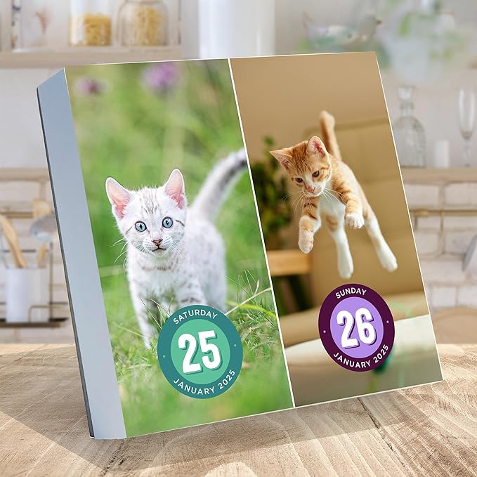 TF PUBLISHING 2025 Cat A Day Daily Desktop Calendar Case of 32 - Home and Office Organization - Over 300 Full-Color Easy Tear-Off Pages - Attached Fold-Out Cardboard Easel for Desks - 5.25” x 5.25”