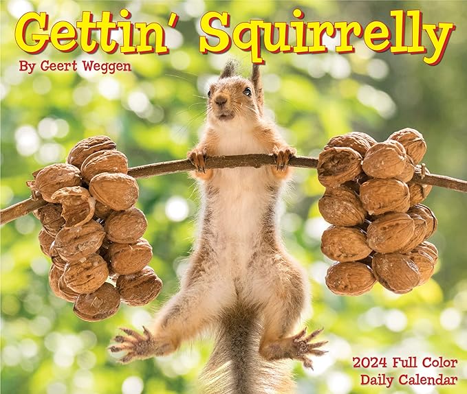 Willow Creek Press Gettin' Squirrelly Daily 2024 Box/Desk Calendar (5.86" x 4.72")