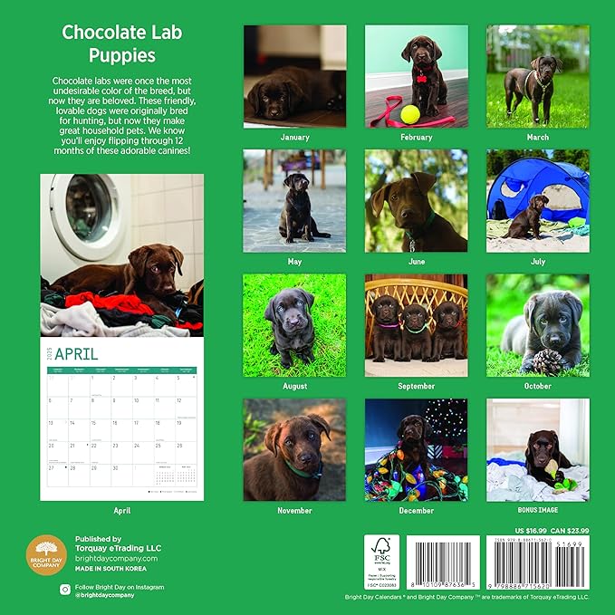 2025 Chocolate Lab Puppies Monthly Wall Calendar by Bright Day, 12 x 12 Inch Cute Dog Breed Gift