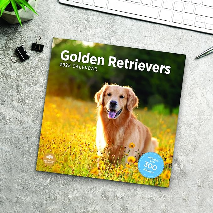 2025 Golden Retrievers Monthly Wall Calendar by Bright Day, Includes Over 300 Stickers, 12 x 12 Inch