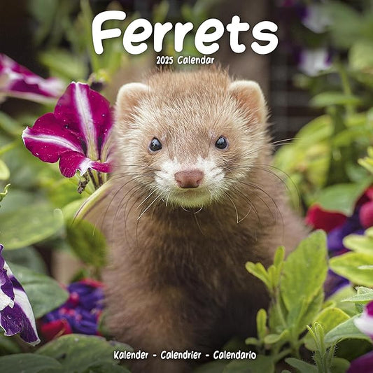 2025 Ferrets Wall Calendar, 12X12, Avonside Publishing