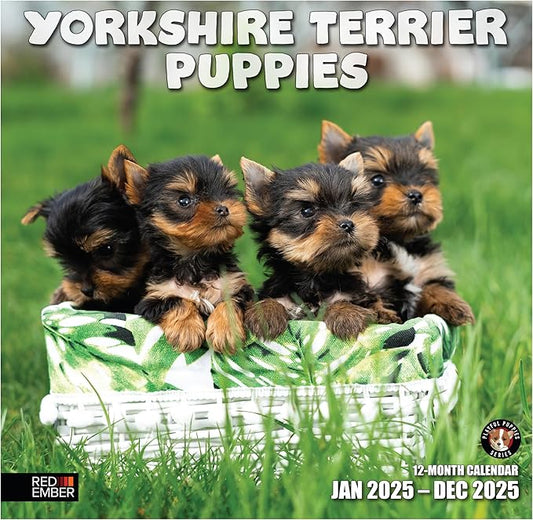 RED EMBER Yorkshire Terrier Puppies 2025 Wall Calendar 12 Month | 12" x 24" Open | Thick & Sturdy Paper | Giftable | Calendar 2025