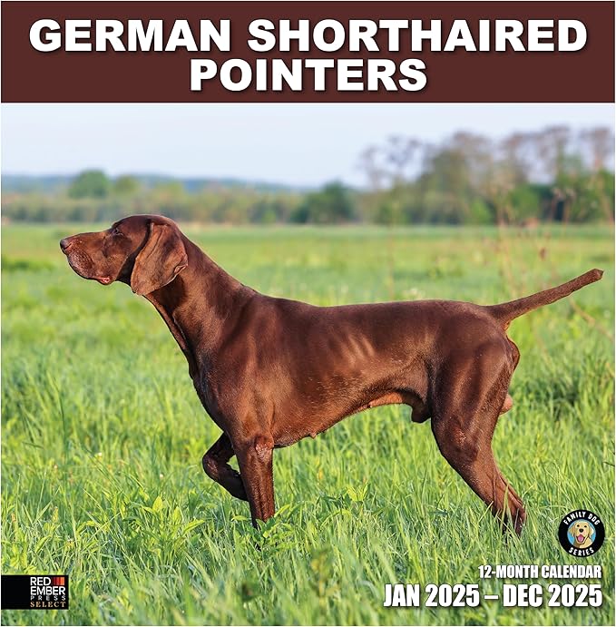 RED EMBER Select - German Shorthaired Pointers 2025 Wall Calendar 12 Month | 12" x 24" Open | Thick & Sturdy Paper | Giftable | Calendar 2025