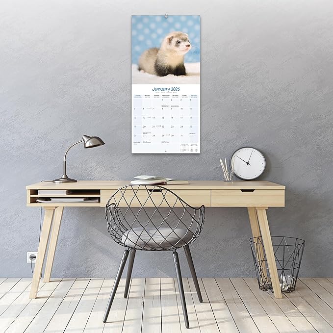 2025 Ferrets Wall Calendar, 12X12, Avonside Publishing