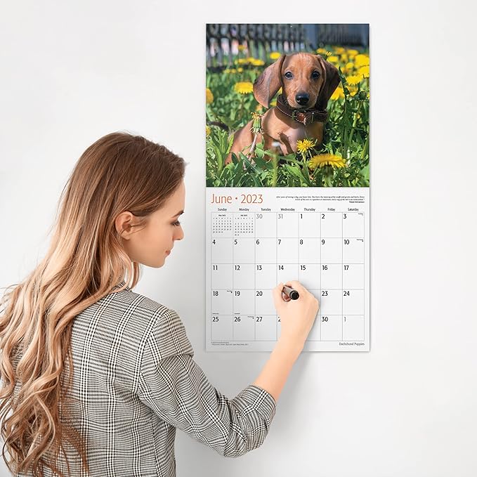 RED EMBER Dachshunds Puppies 2023 Hangable Monthly Wall Calendar | 12" x 24" Open | Thick & Sturdy Paper | Giftable | Cute Dog Puppy | Pretty Puppies