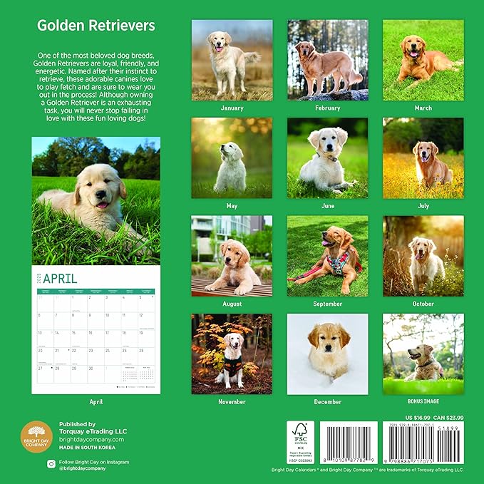 2025 Golden Retrievers Monthly Wall Calendar by Bright Day, Includes Over 300 Stickers, 12 x 12 Inch
